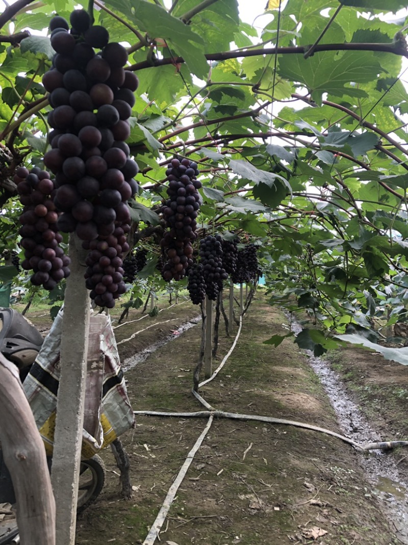 常州夏黑葡萄大量上市果粉好粒大型好