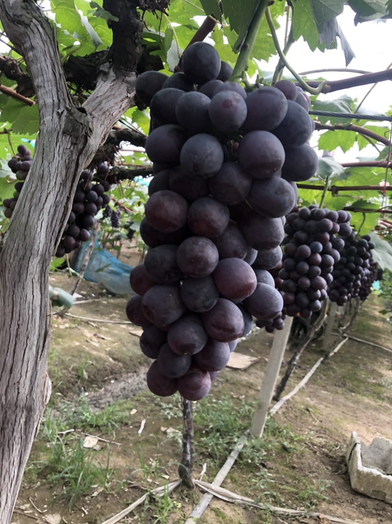 常州夏黑葡萄大量上市果粉好粒大型好