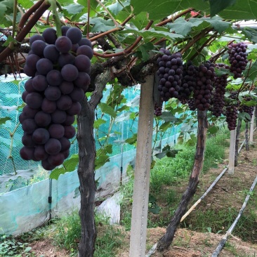 常州夏黑葡萄大量上市果粉好粒大型好