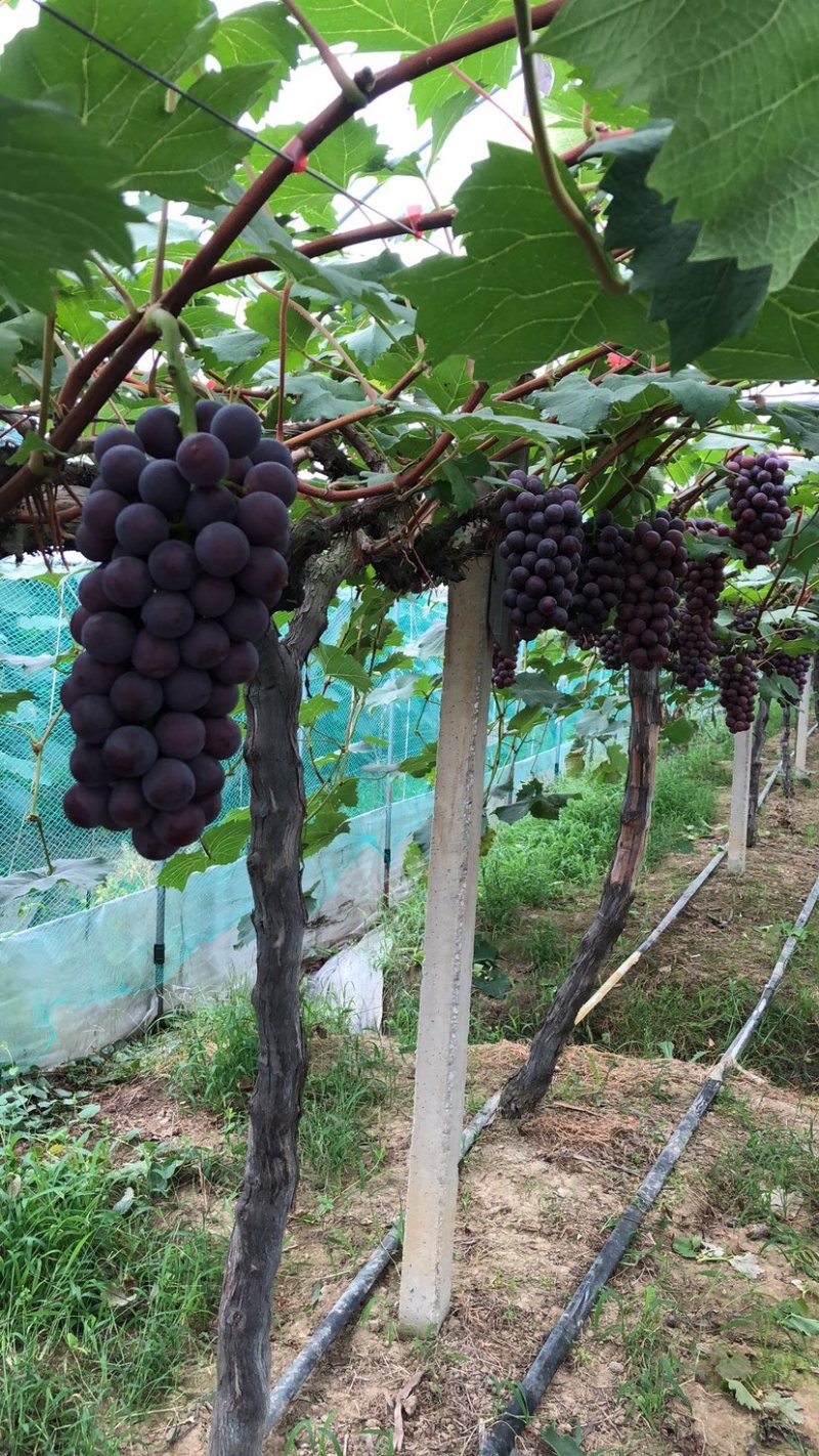 常州夏黑葡萄大量上市果粉好粒大型好