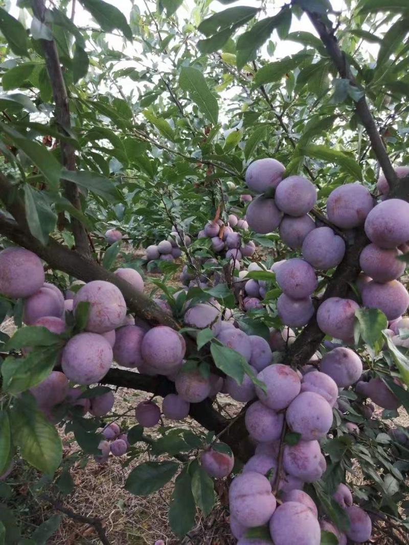 小金柑芙蓉李大量供应福建三明永安