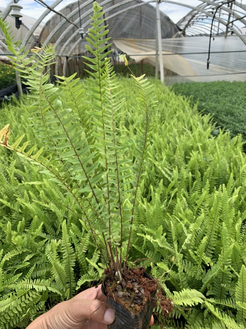 肾蕨～云南昆明宜良育景苗圃基地直销，育景苗圃