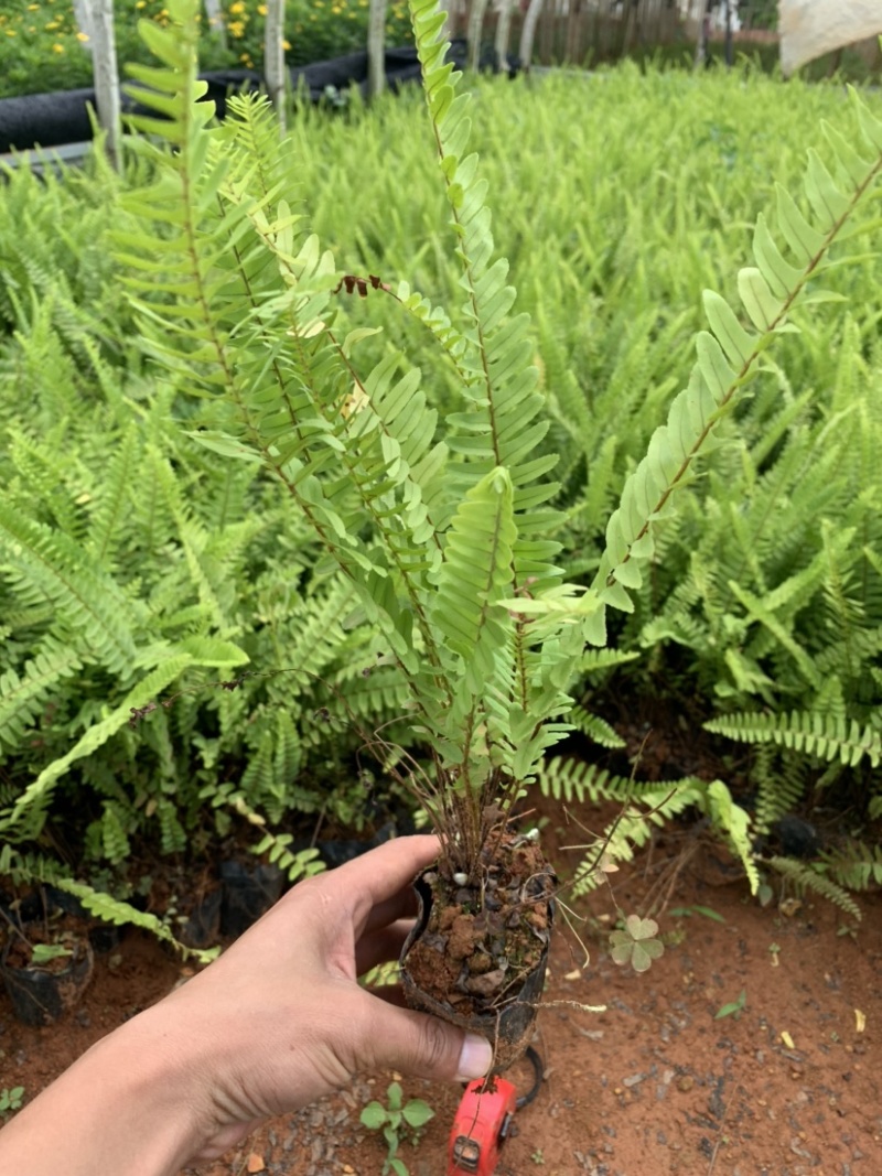肾蕨～云南昆明宜良育景苗圃基地直销，育景苗圃