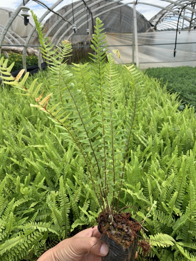 肾蕨～云南昆明宜良育景苗圃基地直销，育景苗圃