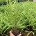 肾蕨～云南昆明宜良育景苗圃基地直销，育景苗圃