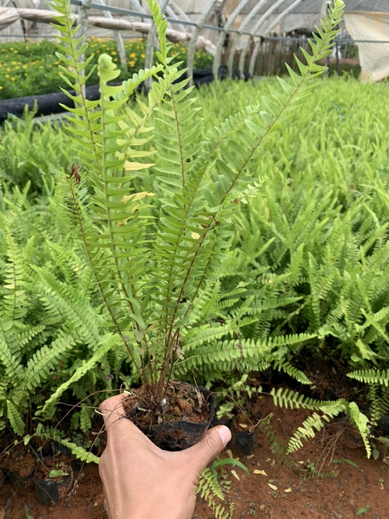 肾蕨～云南昆明宜良育景苗圃基地直销，育景苗圃