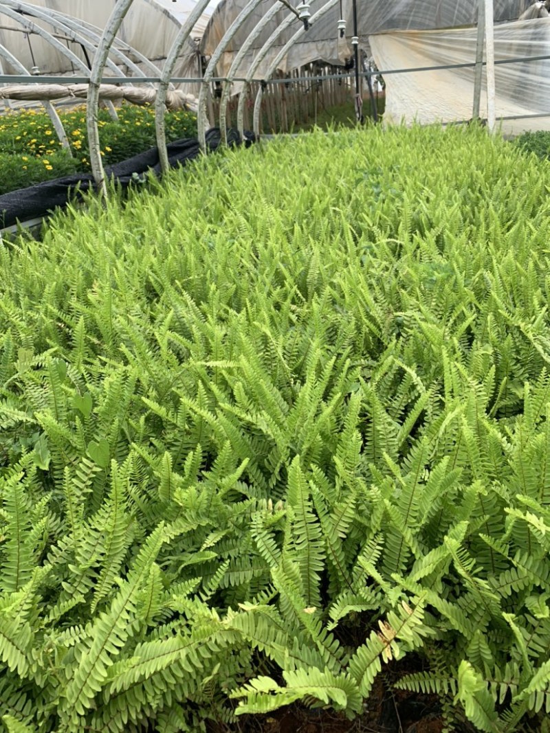 肾蕨～云南昆明宜良育景苗圃基地直销，育景苗圃
