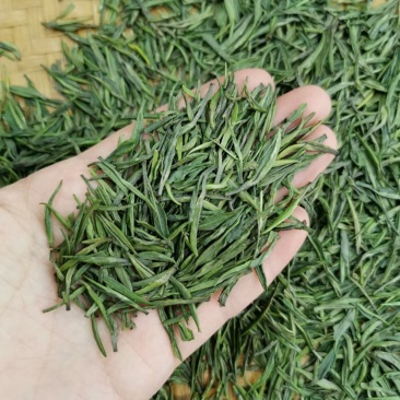 湄潭翠芽雀舌茶叶贵州绿茶500克包邮