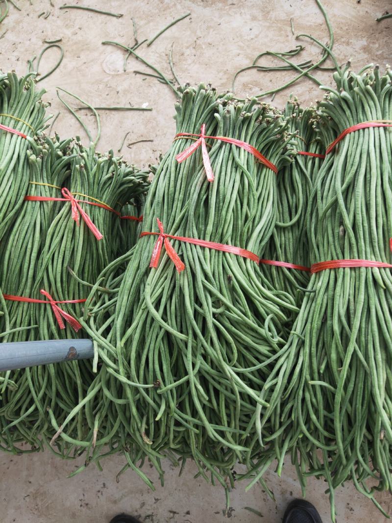 辽宁绥中豇豆角大量上市