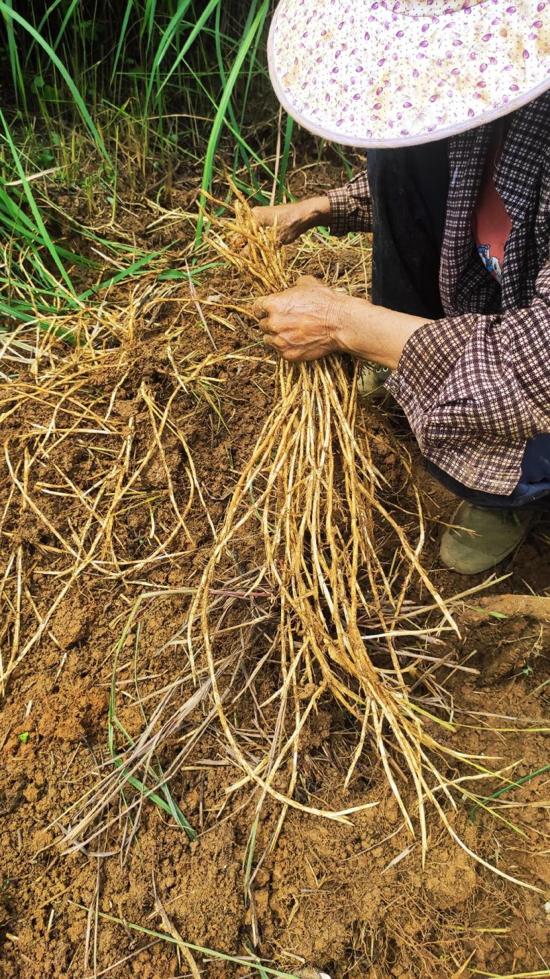 原产地直供:白茅根。质量好，量大价优，欢迎各位老板