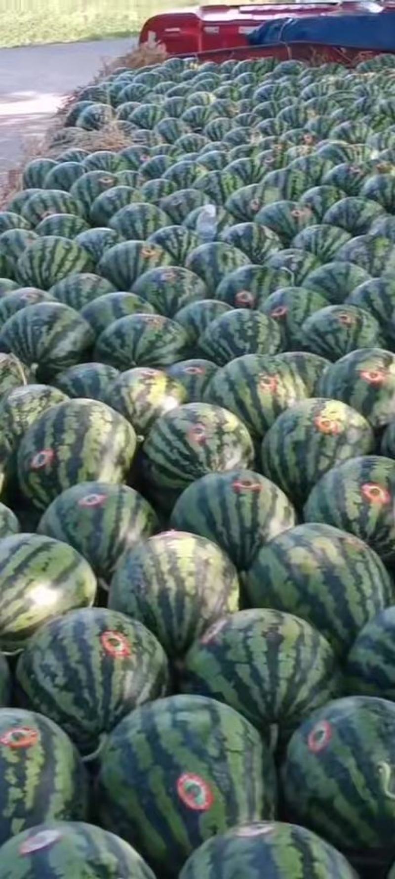 甜王，品质好产地直供大红瓤黑籽，糖度13.5产地辽宁新民