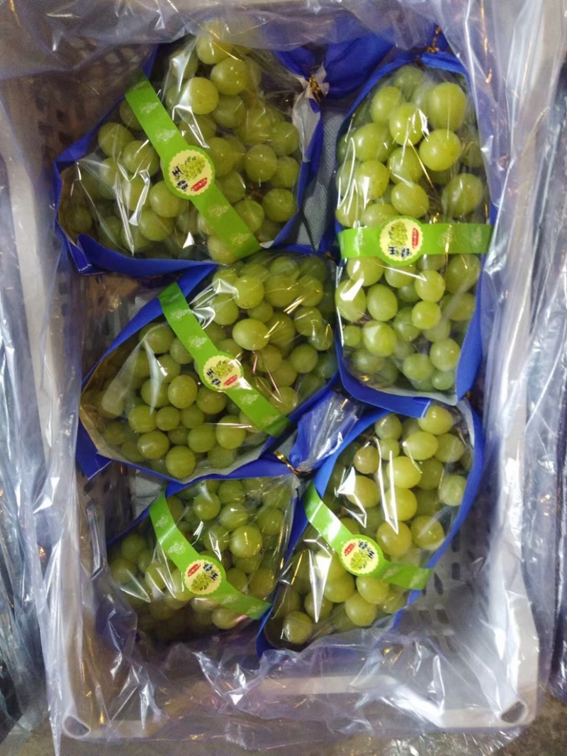 阳光玫瑰葡萄甜葡萄高端供应质量保证葡萄基地