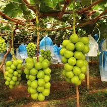 阳光玫瑰葡萄甜葡萄高端供应质量保证葡萄基地