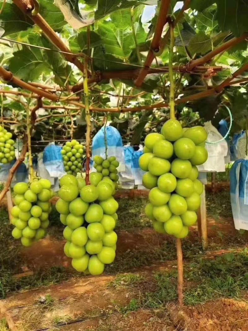 阳光玫瑰葡萄甜葡萄高端供应质量保证葡萄基地