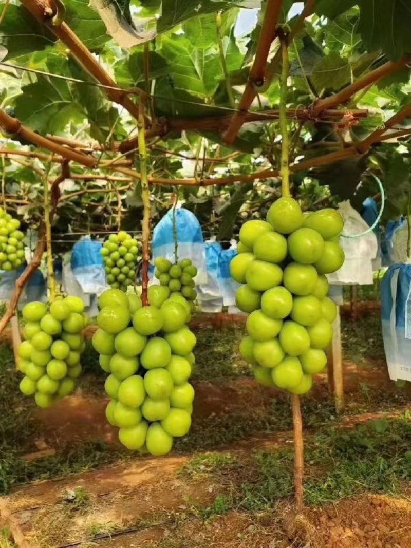 阳光玫瑰葡萄甜葡萄高端供应质量保证葡萄基地