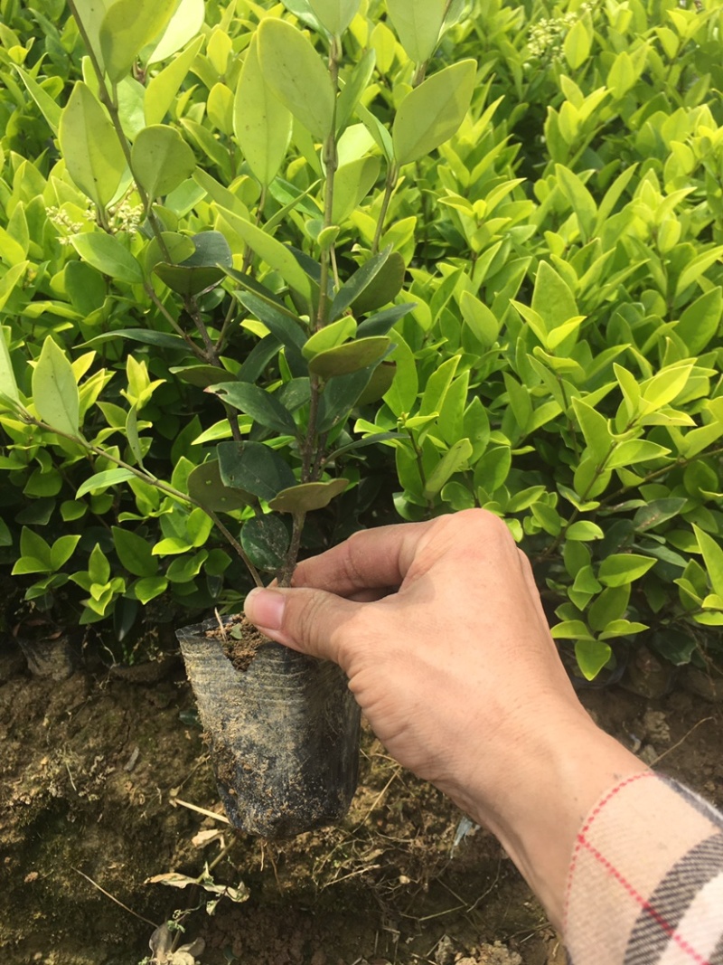 色块杯苗