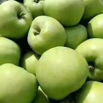 山东早熟藤木苹果大量上市，产地直销，货源充足，全国发货