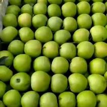 山东万亩藤木辽付青苹果大量上市，现摘现发，地头收货，