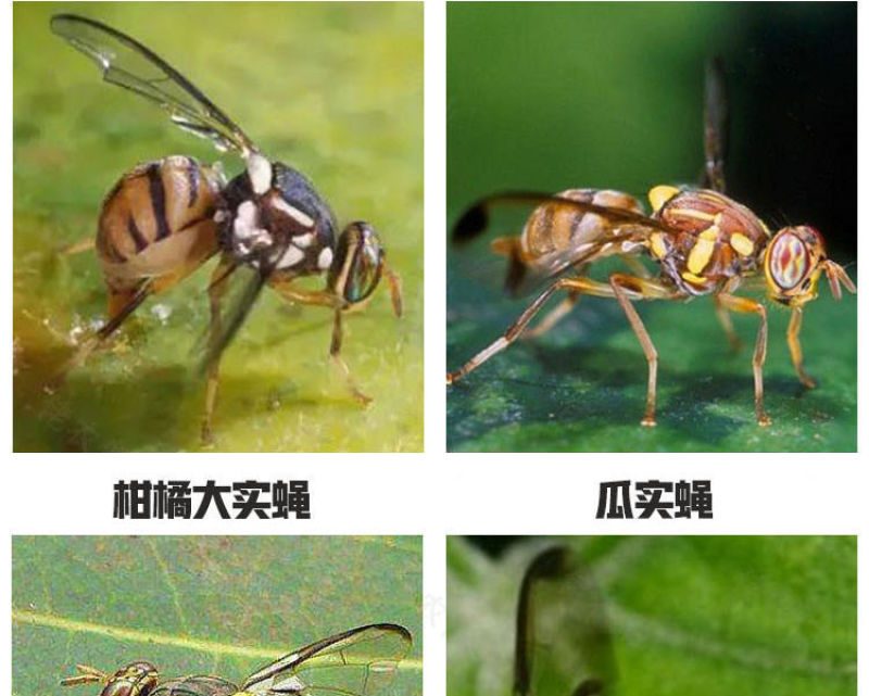 针蜂药果实蝇农药丝瓜甜瓜火龙果柑橘果实蝇针蜂专用杀虫剂