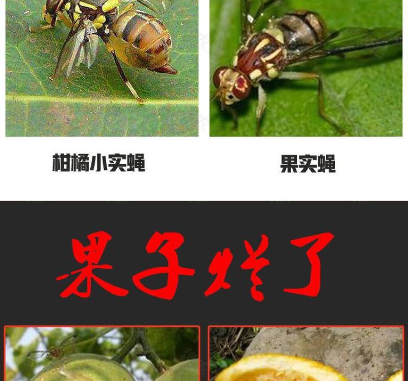 针蜂药果实蝇农药丝瓜甜瓜火龙果柑橘果实蝇针蜂专用杀虫剂
