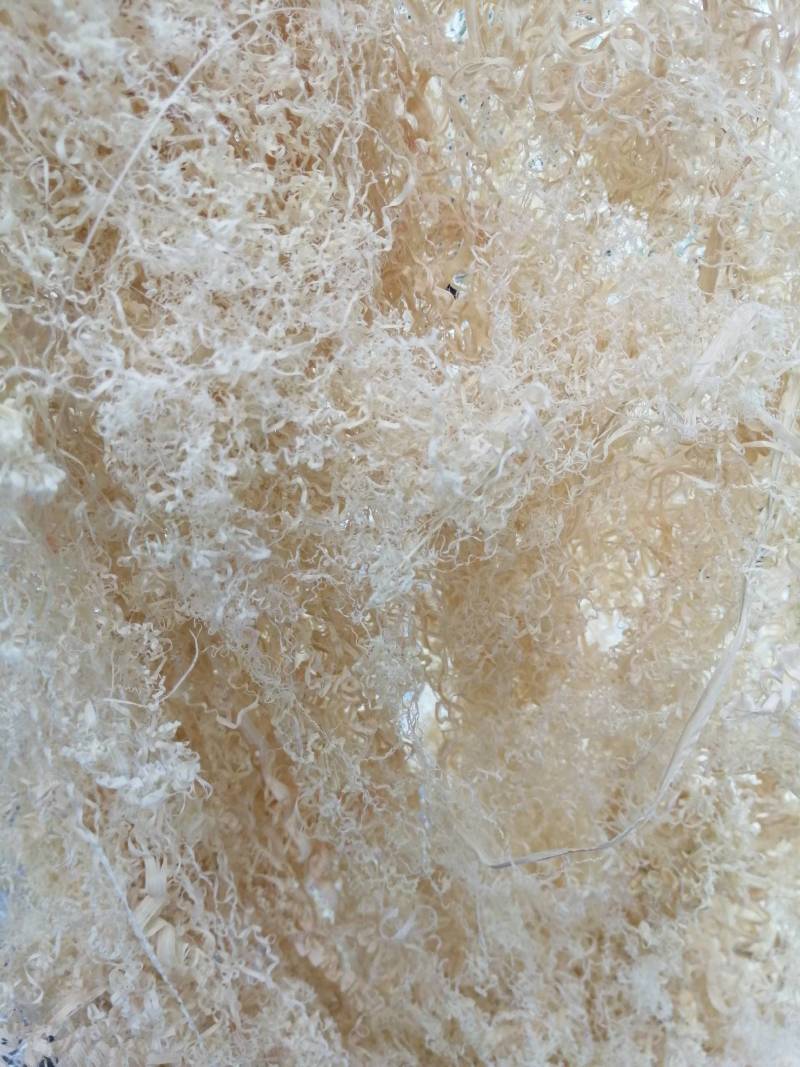 正宗水竹竹茹