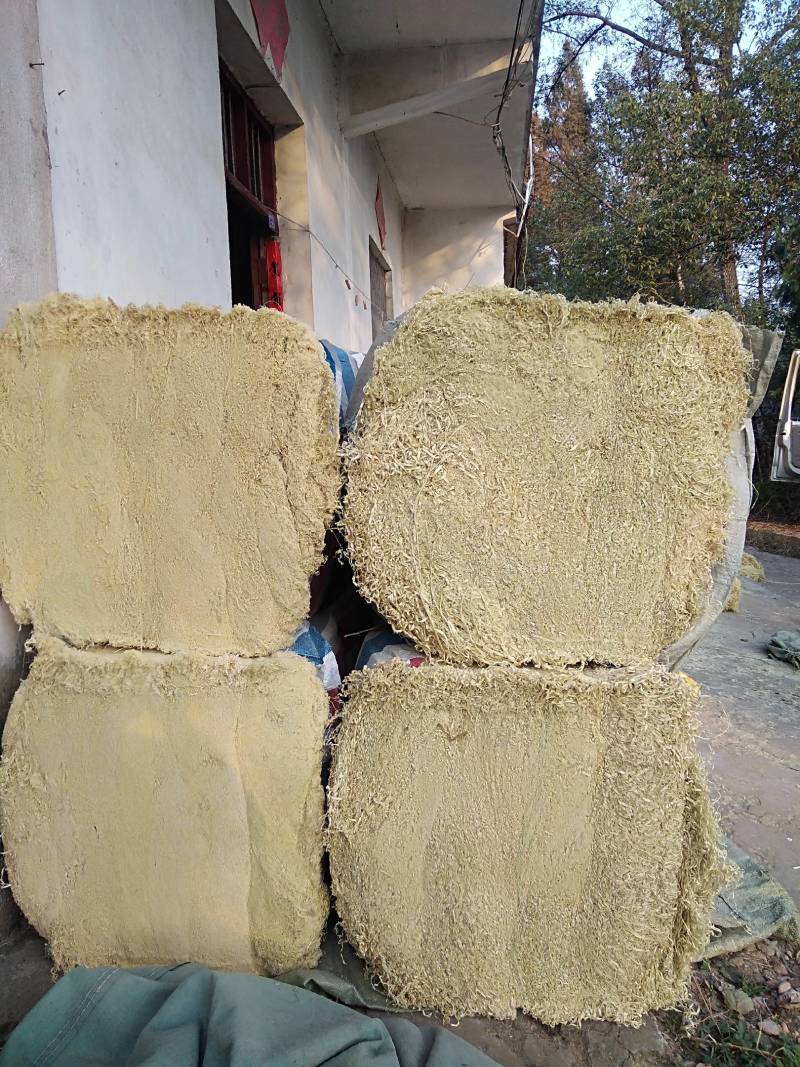 正宗水竹竹茹