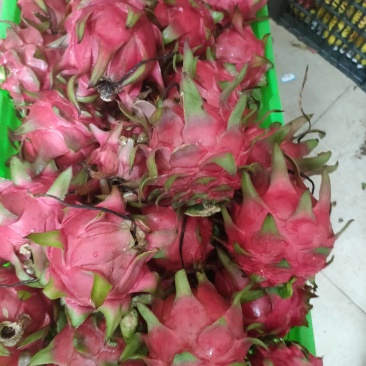 火龙果