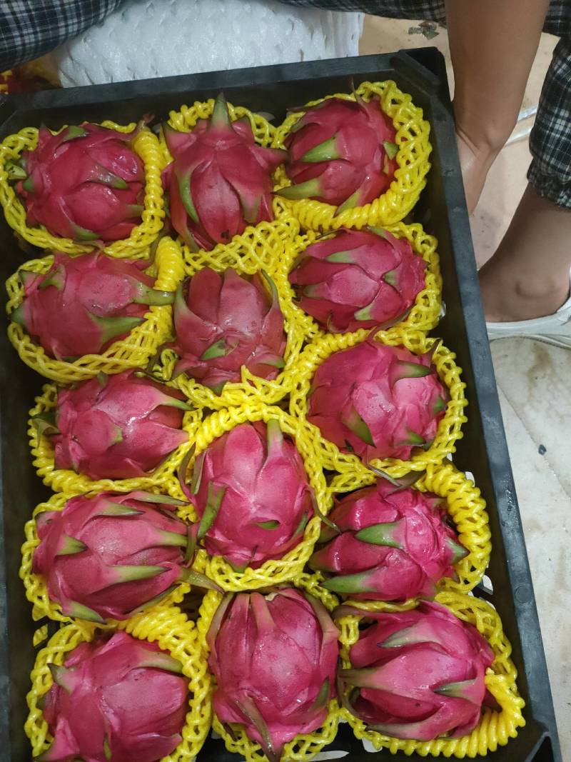 火龙果