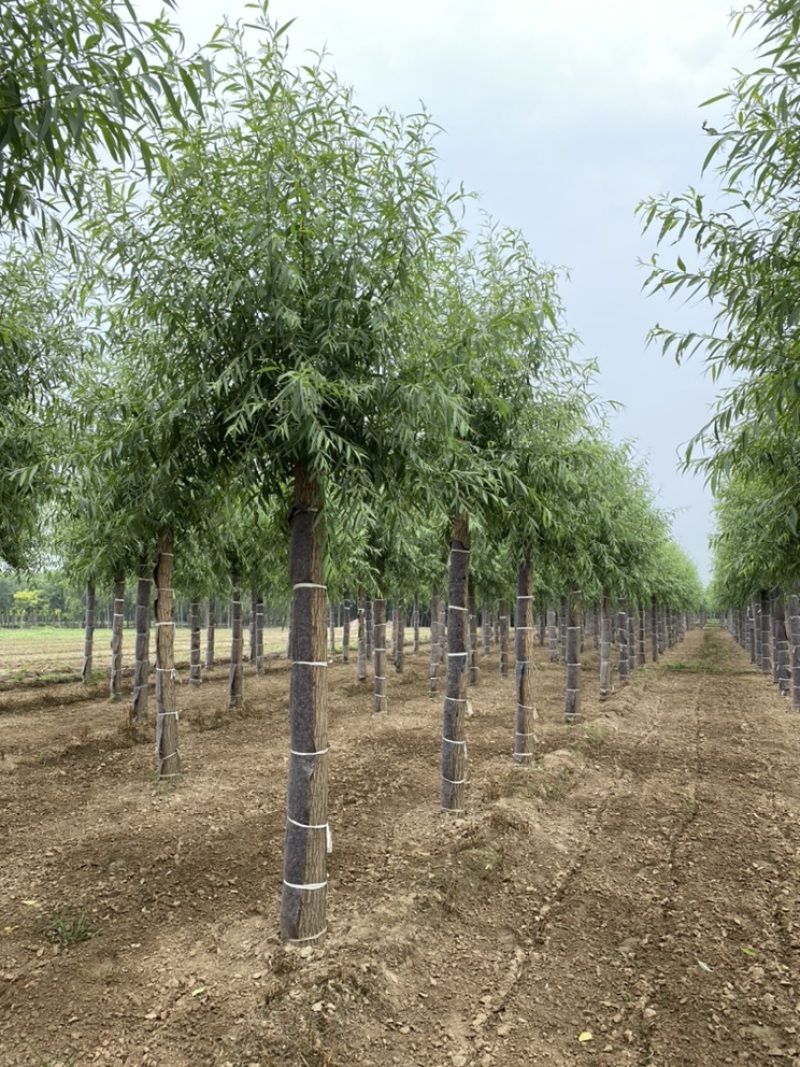 旱柳10-18公分旱柳开始出售！欢迎选购！保定景泰园林