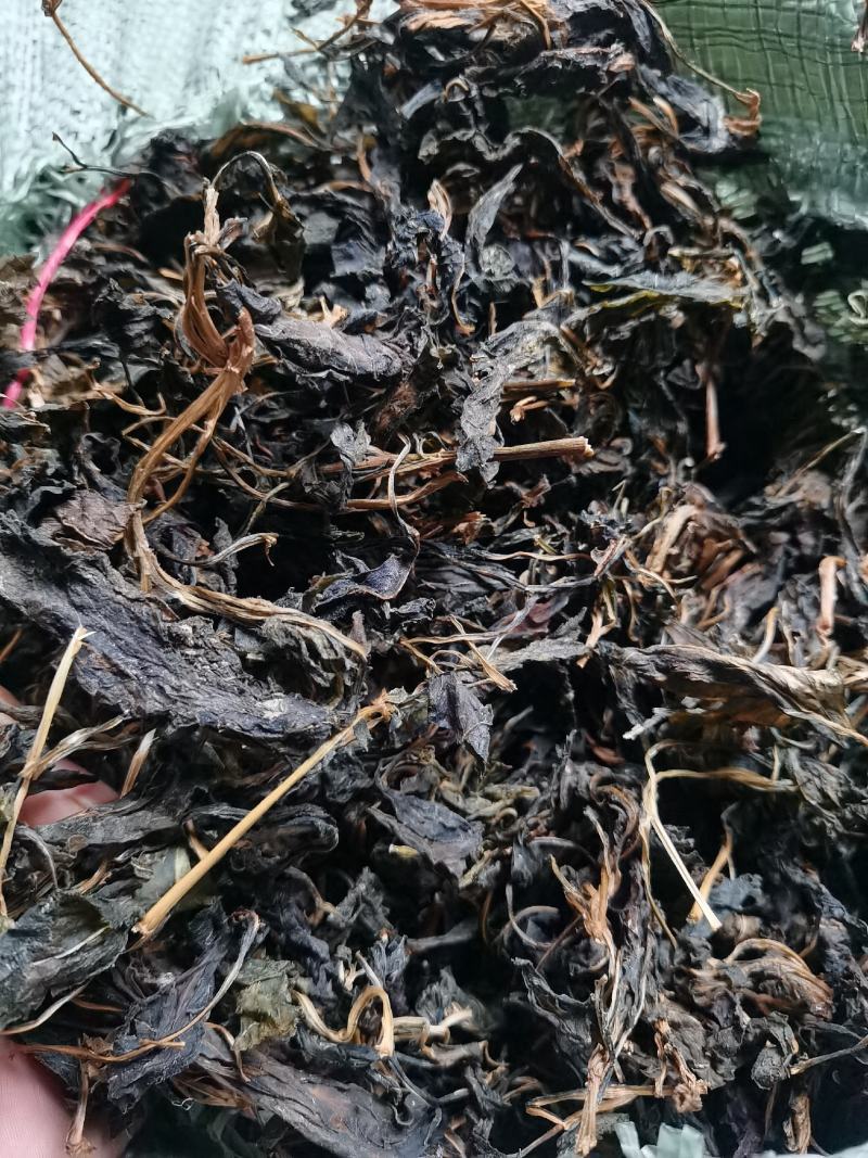 败酱草，苦斋菜，苦斋婆