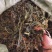 败酱草，苦斋菜，苦斋婆