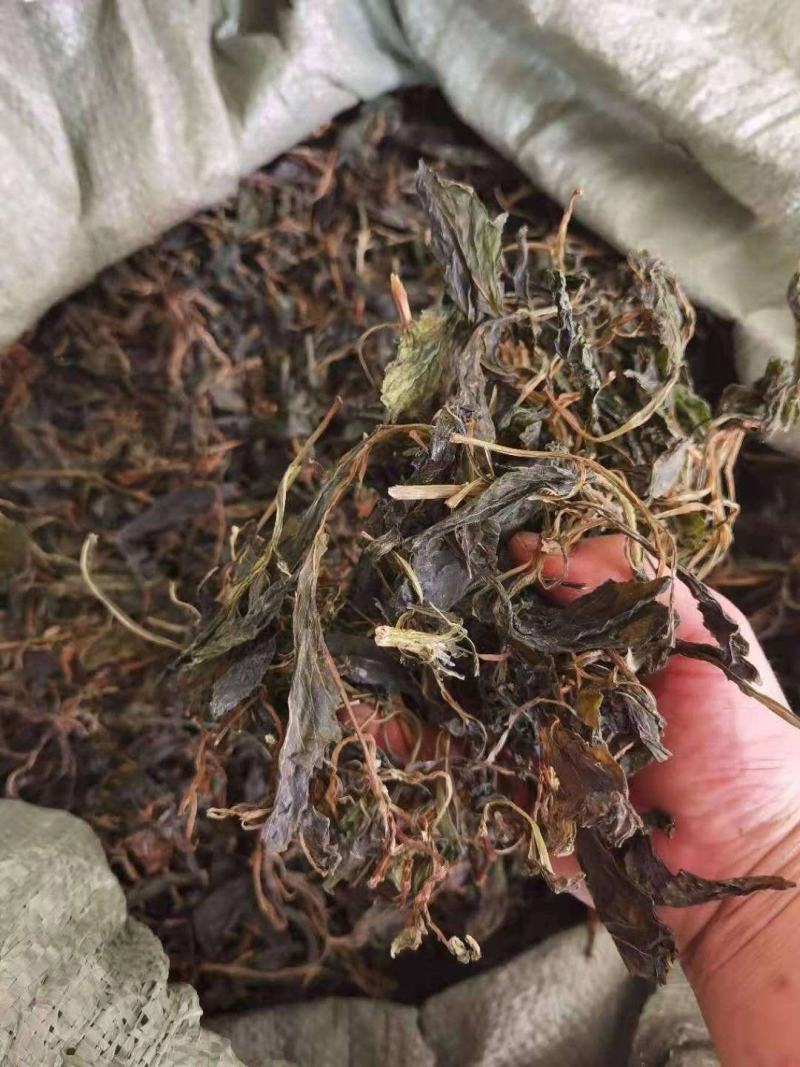 败酱草，苦斋菜，苦斋婆