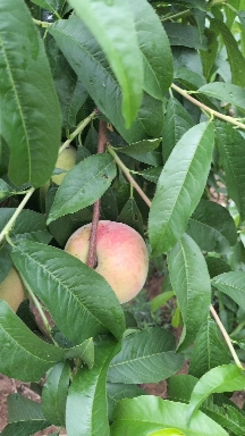 山东沂蒙山区秋彤毛桃大量上市，口感脆甜，离核，全国发货