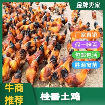 土鸡苗灵山土鸡苗土鸡幼苗鸡苗全国发货