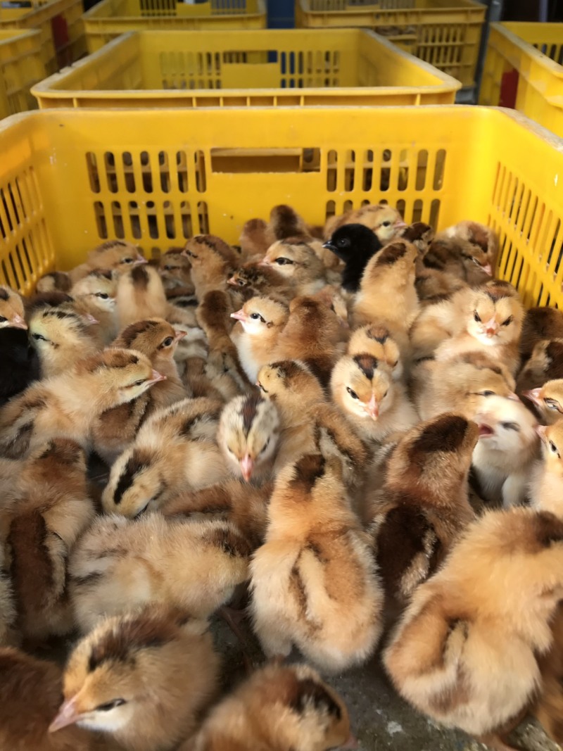 土鸡苗灵山土鸡苗土鸡幼苗鸡苗全国发货