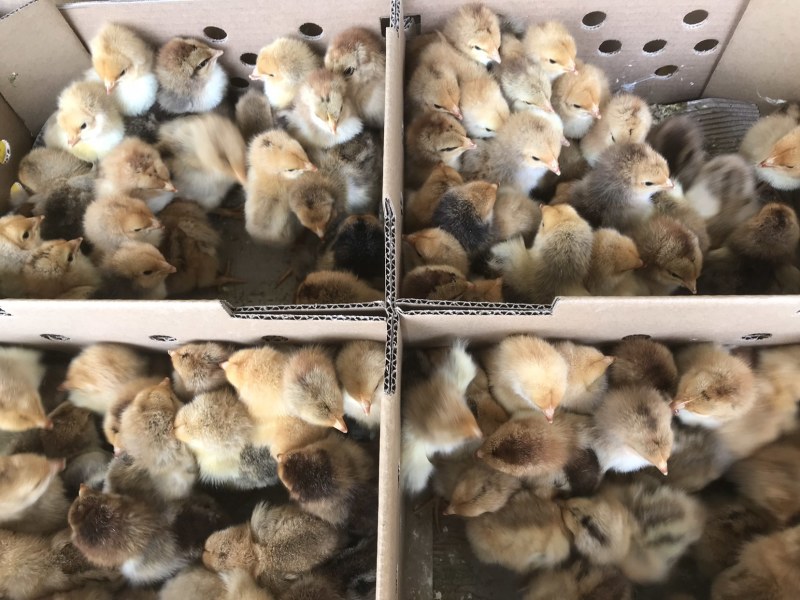 大种k9鸡苗肉鸡苗快大型鸡鸡苗出壳苗脱温肉鸡苗