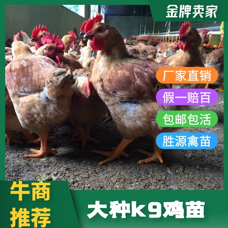 大种k9鸡苗肉鸡苗快大型鸡鸡苗出壳苗脱温肉鸡苗