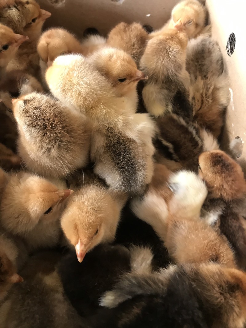 大种k9鸡苗肉鸡苗快大型鸡鸡苗出壳苗脱温肉鸡苗