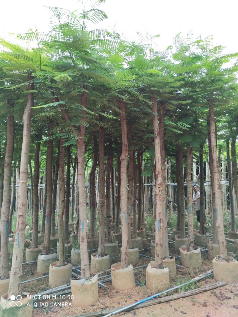 5-10分凤凰树(红花楹)批发，广东普宁凤凰树供应