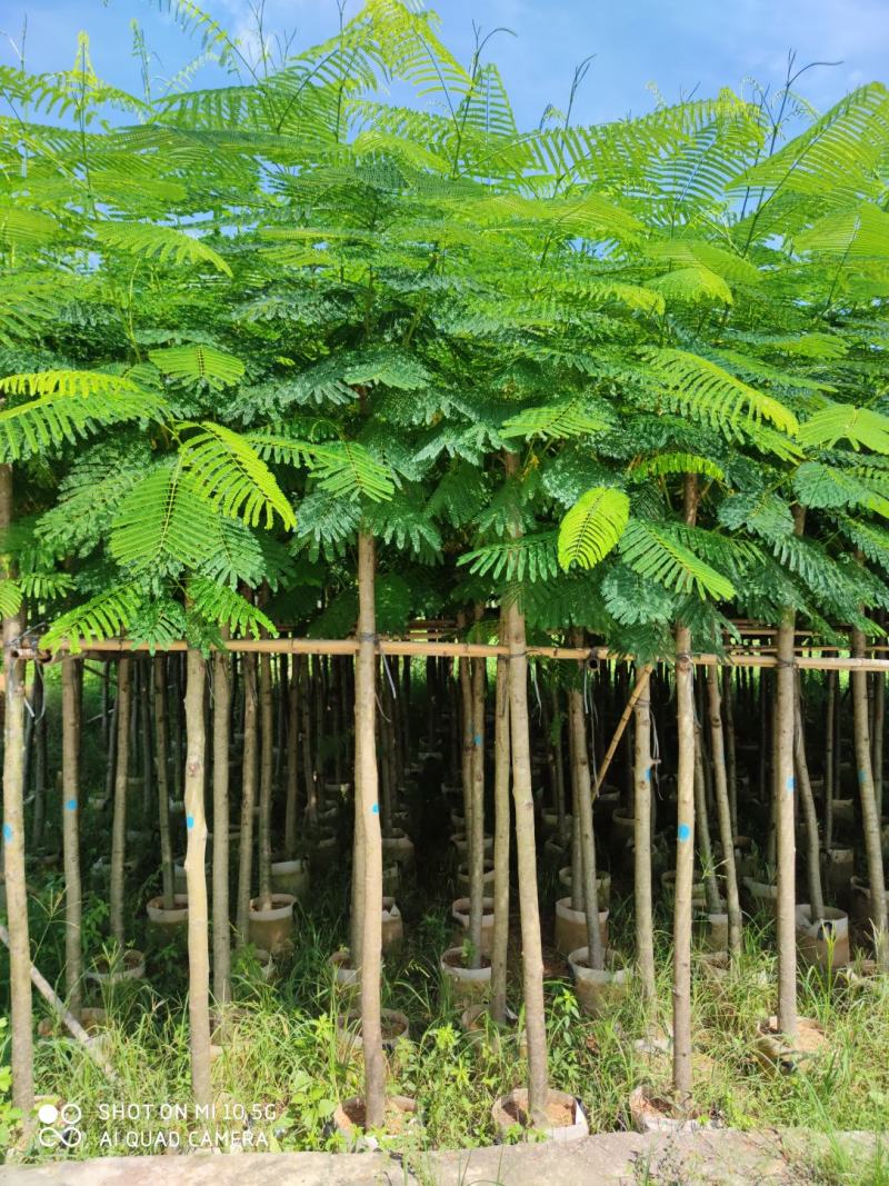 5-10分凤凰树(红花楹)批发，广东普宁凤凰树供应