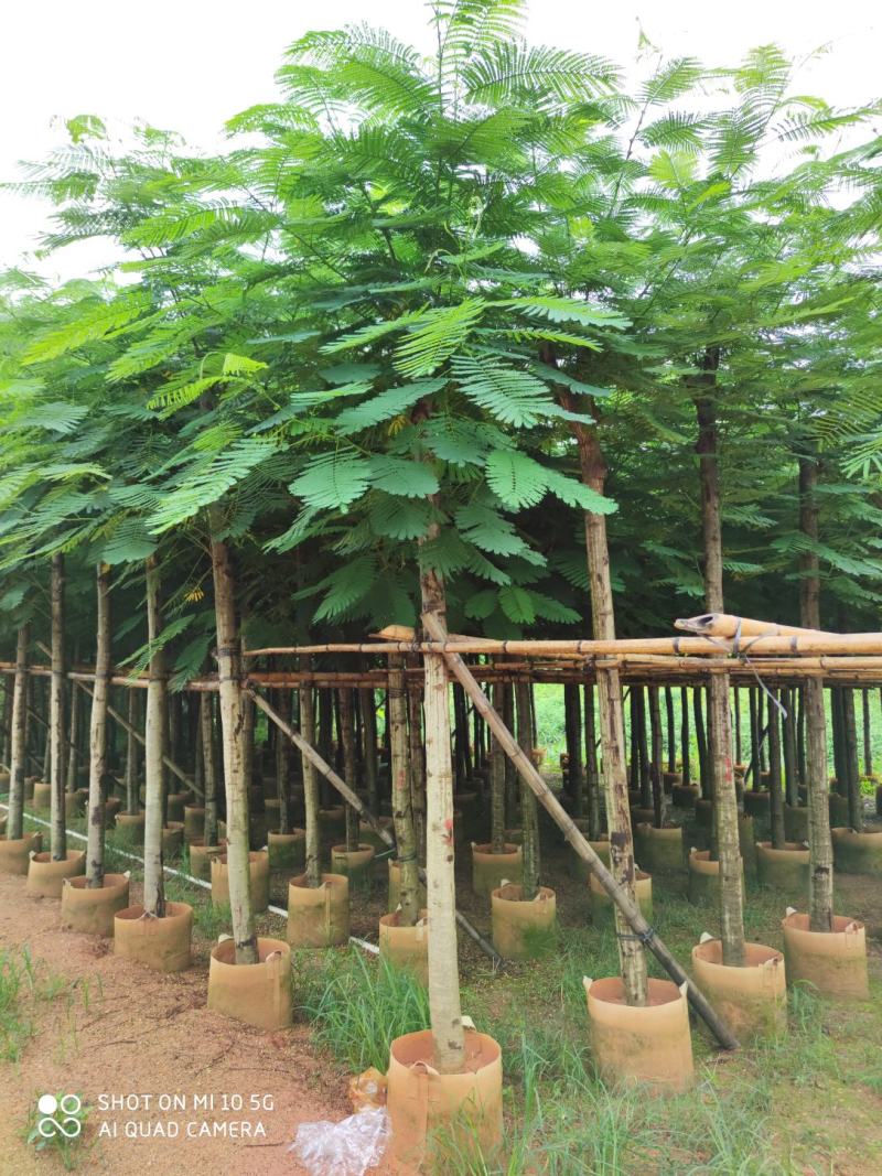 5-10分凤凰树(红花楹)批发，广东普宁凤凰树供应