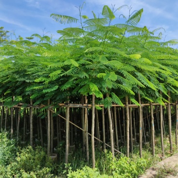 5-10分凤凰树(红花楹)批发,广东普宁凤凰树供应