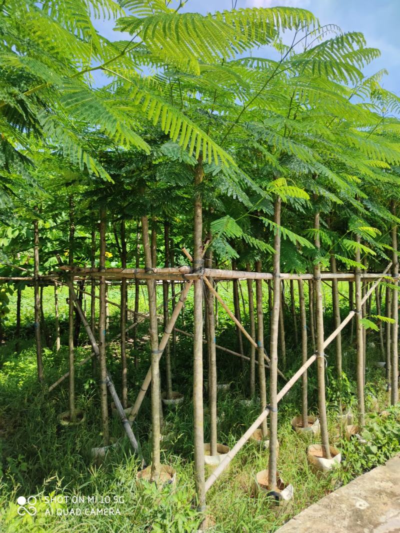 5-10分凤凰树(红花楹)批发，广东普宁凤凰树供应