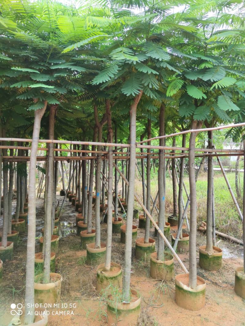 5-10分凤凰树(红花楹)批发，广东普宁凤凰树供应