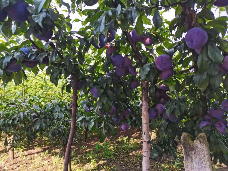 黑布林李子，正在大量上市，量大，走货快