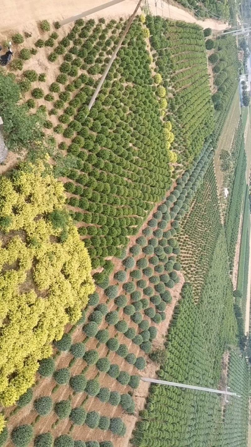 供应：精品大叶黄杨球，黄杨柱，黄杨苗，等各种规格工程用苗