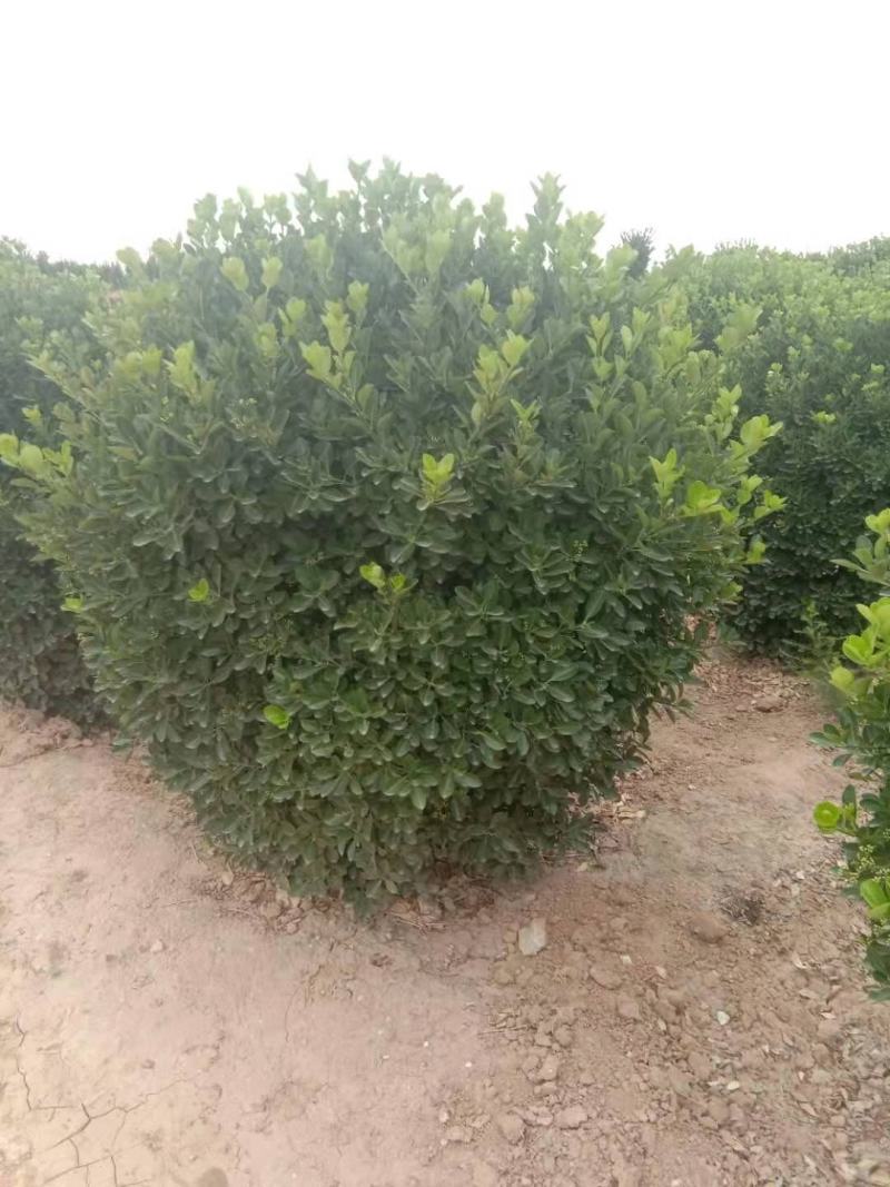 供应：精品大叶黄杨球，黄杨柱，黄杨苗，等各种规格工程用苗