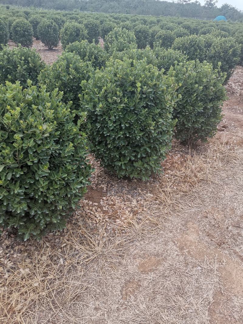 供应：精品大叶黄杨球，黄杨柱，黄杨苗，等各种规格工程用苗