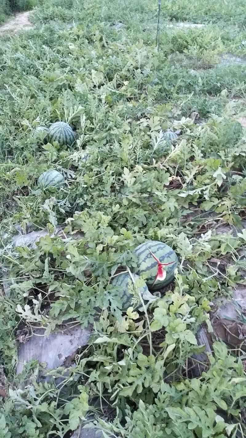 基地直供，货好，价低，欢迎到地品尝