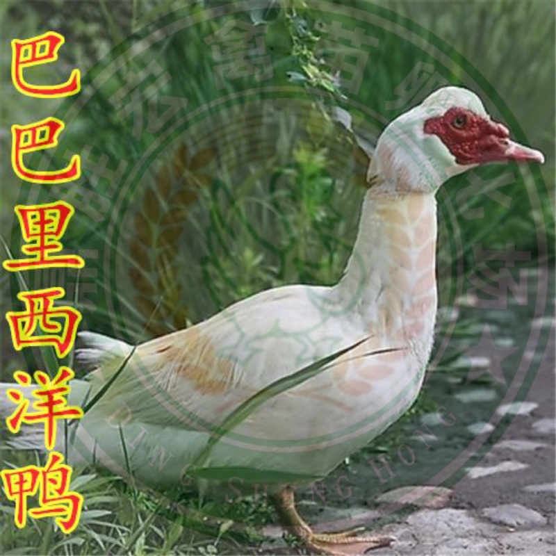 白番鸭苗白西洋鸭苗旱鸭苗大种鸭苗全国发货